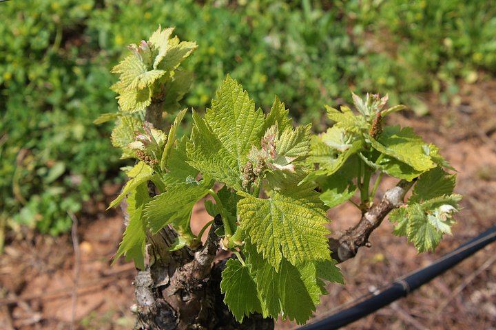 Private Setúbal Wine Day from Lisbon: Three Family Cellars or Two Plus a Village Lunch (7/12)
