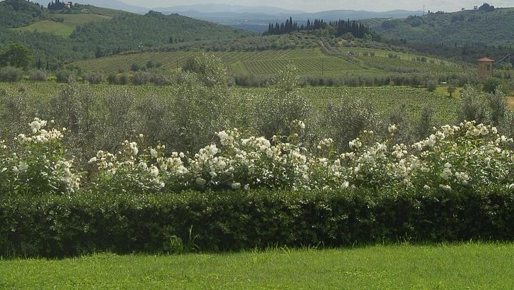Casa Sola Winery Visit in Chianti Classico: Family Boutique Estate and Wine Tasting (1/5)