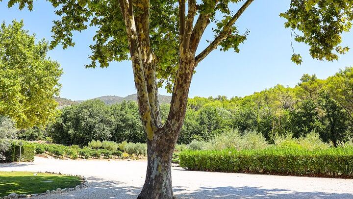 Private Luberon Day: Two Boutique Vineyards, Bastide du Laval Olive Mill and Lourmarin (1/12)