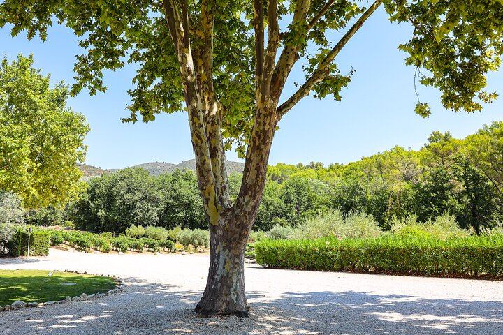 Private Luberon Day: Two Boutique Vineyards, Bastide du Laval Olive Mill and Lourmarin (1/12)