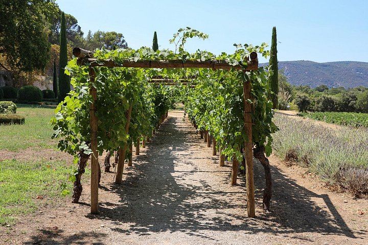 Private Luberon Day: Two Boutique Vineyards, Bastide du Laval Olive Mill and Lourmarin (11/12)