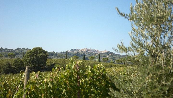 Olive Grove Walk and 4-Course Lunch with Nobile Wines, Between Valdichiana and Val d'Orcia (1/7)