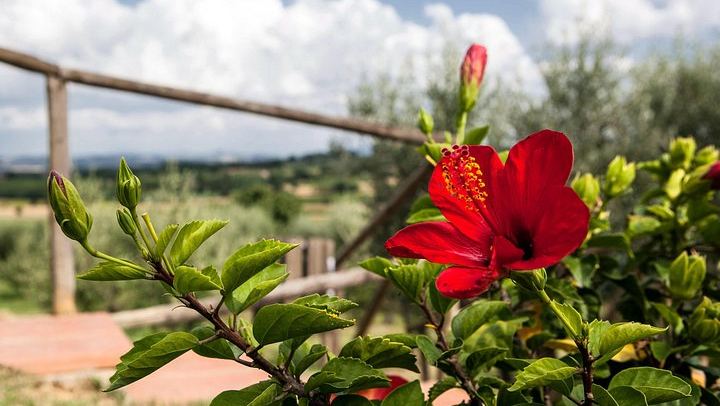 Olive Grove Walk and 4-Course Lunch with Nobile Wines, Between Valdichiana and Val d'Orcia (2/7)