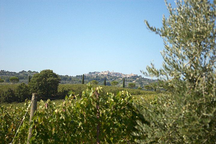 Olive Grove Walk and 4-Course Lunch with Nobile Wines, Between Valdichiana and Val d'Orcia (1/7)