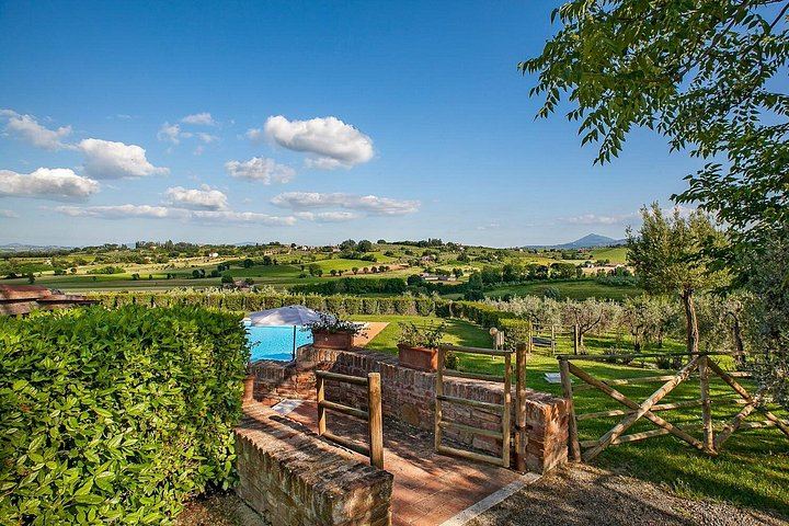 Olive Grove Walk and 4-Course Lunch with Nobile Wines, Between Valdichiana and Val d'Orcia (4/7)