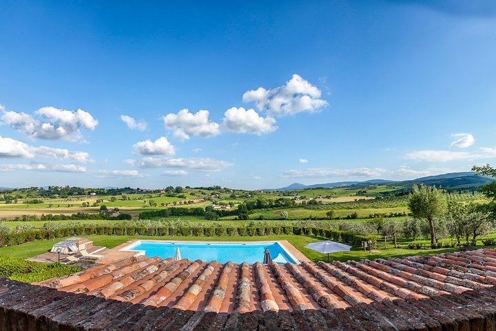 Olive Grove Walk and 4-Course Lunch with Nobile Wines, Between Valdichiana and Val d'Orcia (5/7)