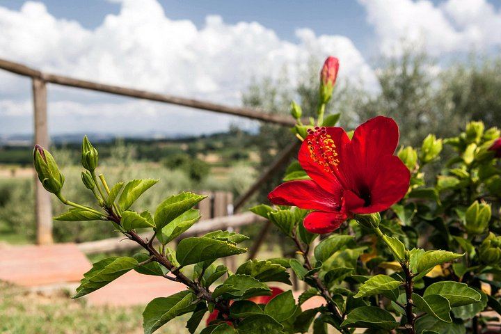 Olive Grove Walk and 4-Course Lunch with Nobile Wines, Between Valdichiana and Val d'Orcia (2/7)