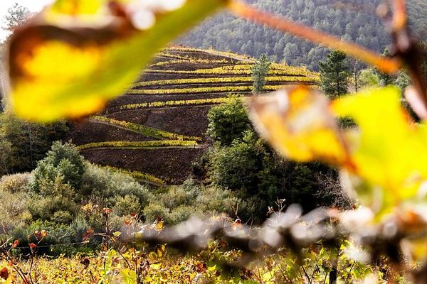 Private Douro Valley Day with Rita Teixeira: Wine Tasting, Wooden Boat and Family Lunch