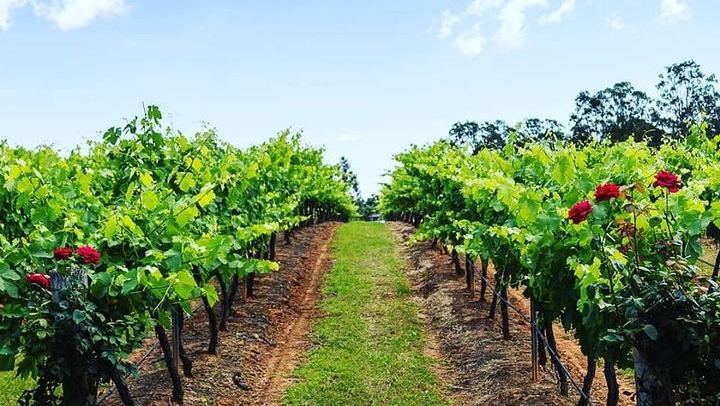 Tintilla Estate Tasting of 8 Boutique Wines with Meat and Cheese Platter, Pokolbin (4/7)
