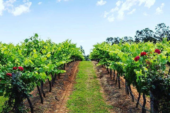 Tintilla Estate Tasting of 8 Boutique Wines with Meat and Cheese Platter, Pokolbin (4/7)