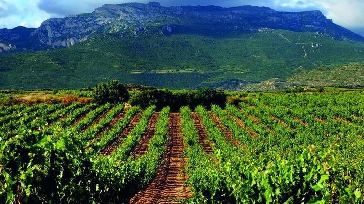 Rioja Alavesa Day Trip: Four Winery Tastings and Medieval Villages (1/12)
