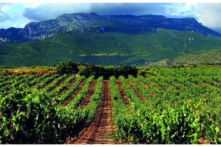 Rioja Alavesa Day Trip: Four Winery Tastings and Medieval Villages (1/12)