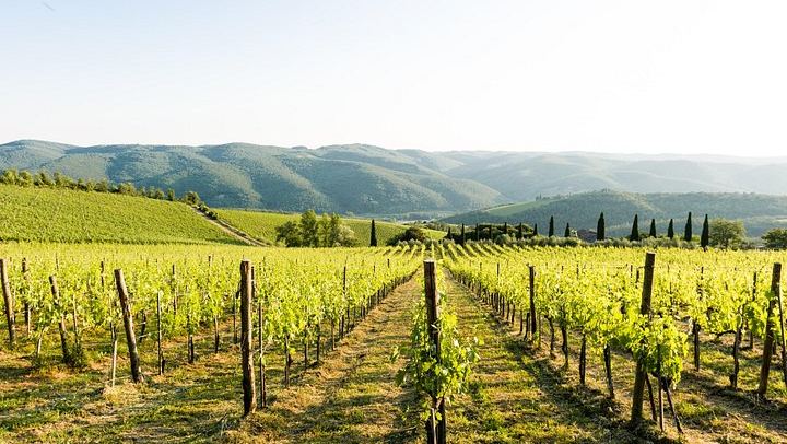 Organic Winery Tour and 3 or 6 Wine Tasting between Radda and Panzano in Chianti (1/12)
