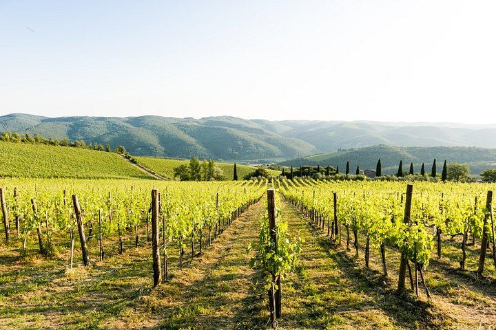 Organic Winery Tour and 3 or 6 Wine Tasting between Radda and Panzano in Chianti (1/12)