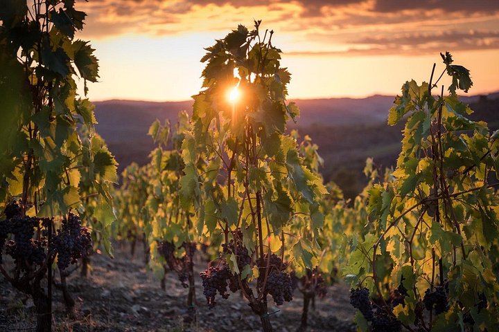 Organic Winery Tour and 3 or 6 Wine Tasting between Radda and Panzano in Chianti (12/12)