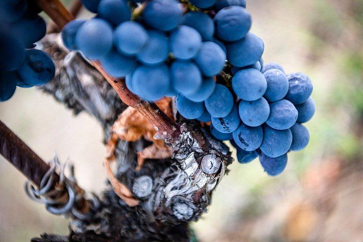 Organic Winery Tour and 3 or 6 Wine Tasting between Radda and Panzano in Chianti (8/12)