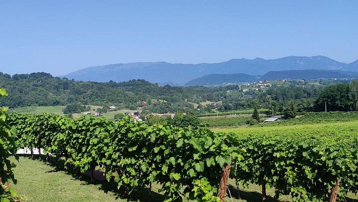 La Svolta Winery in San Pietro di Feletto: Vineyard Walk, Four Prosecco Superiore (1/11)