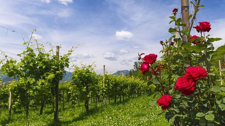 La Svolta Winery in San Pietro di Feletto: Vineyard Walk, Four Prosecco Superiore (4/11)
