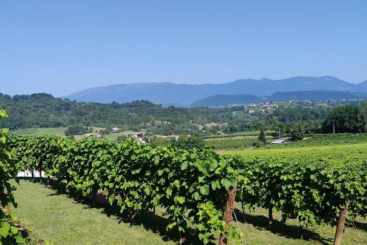 La Svolta Winery in San Pietro di Feletto: Vineyard Walk, Four Prosecco Superiore (1/11)