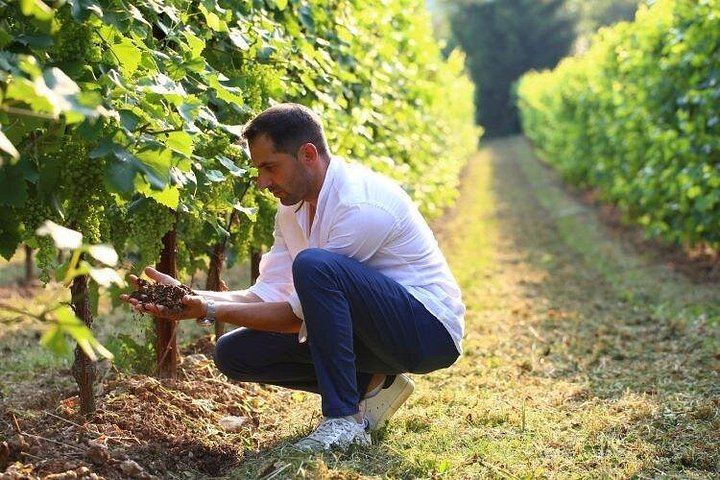 La Svolta Winery in San Pietro di Feletto: Vineyard Walk, Four Prosecco Superiore (2/11)