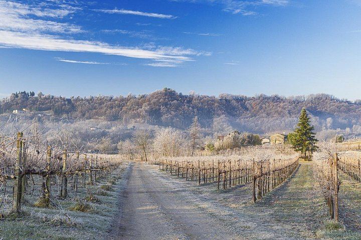 La Svolta Winery in San Pietro di Feletto: Vineyard Walk, Four Prosecco Superiore (5/11)