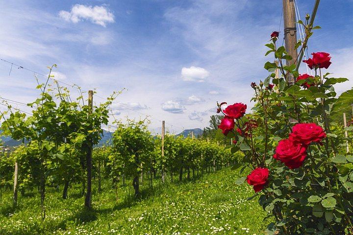 La Svolta Winery in San Pietro di Feletto: Vineyard Walk, Four Prosecco Superiore (4/11)