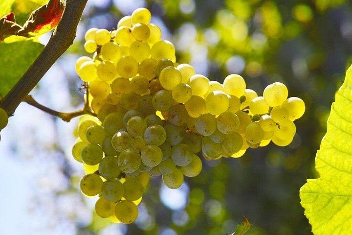 La Svolta Winery in San Pietro di Feletto: Vineyard Walk, Four Prosecco Superiore (7/11)