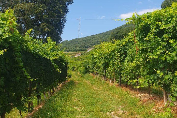 Prosecco Hills Day Trip from Padua: Follina Abbey, Old Mill and Cartizze (7/8)