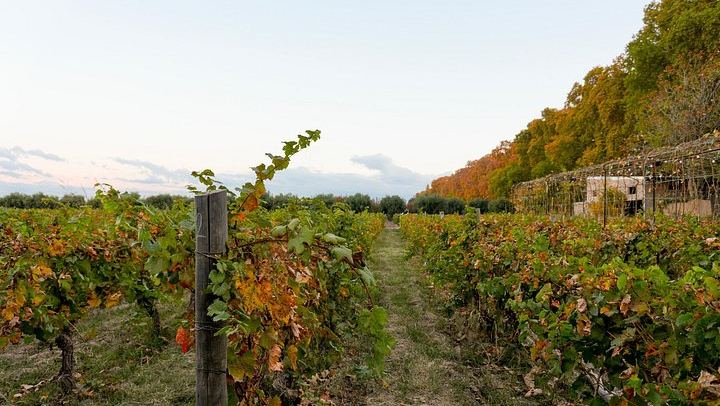 Half-Day Maipú Tour: Three Wineries and an Olive Grove, All Tastings Included (1/7)