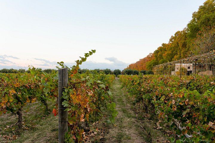 Half-Day Maipú Tour: Three Wineries and an Olive Grove, All Tastings Included (1/7)