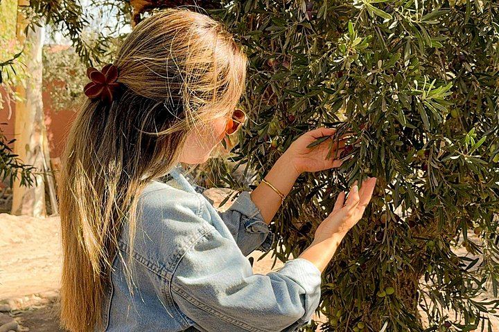 Half-Day Maipú Tour: Three Wineries and an Olive Grove, All Tastings Included (4/7)