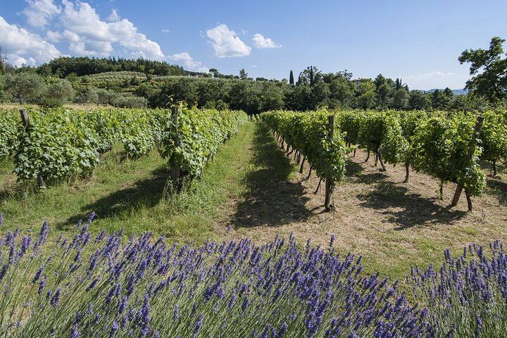 Chianti Colli Aretini Vineyard Tour near a 1558 Villa: Olive Oil and Wine Tasting (4/5)
