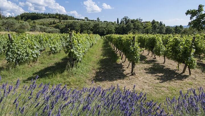 Chianti Colli Aretini Vineyard Tour near a 1558 Villa: Olive Oil and Wine Tasting (4/5)