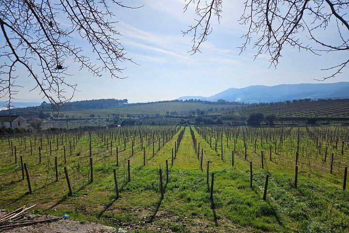 Douro Valley Sommelier Tour: Small Estates, Pinhão Boat Ride and Historic House Lunch (9/12)