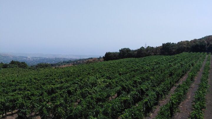 Etna Two-Winery Tour: 1669 Eruption Craters, 4-Wine Tasting and Sommelier-Led Lunch (4/12)