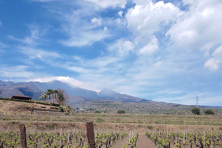 Etna Two-Winery Tour: 1669 Eruption Craters, 4-Wine Tasting and Sommelier-Led Lunch (3/12)