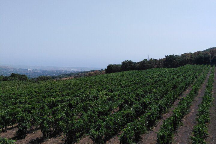 Etna Two-Winery Tour: 1669 Eruption Craters, 4-Wine Tasting and Sommelier-Led Lunch (4/12)