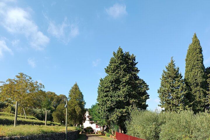 Etna Two-Winery Tour: 1669 Eruption Craters, 4-Wine Tasting and Sommelier-Led Lunch (12/12)