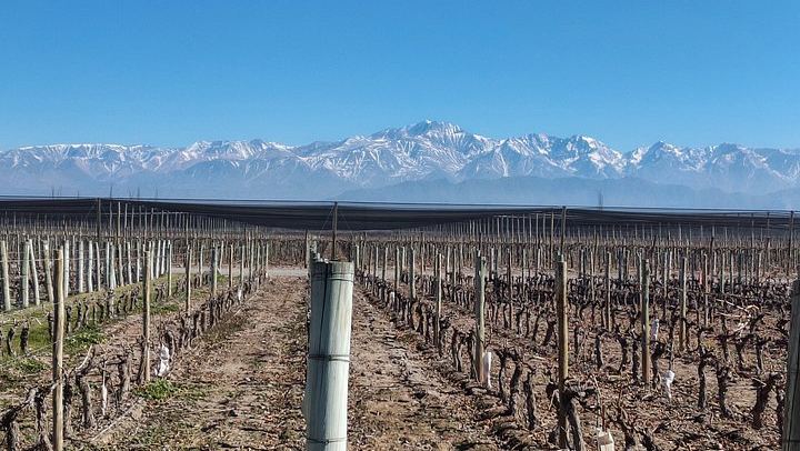 Private Luján de Cuyo Tour: Chandon Sparkling Tasting and Sottano Barbecue Lunch (3/7)