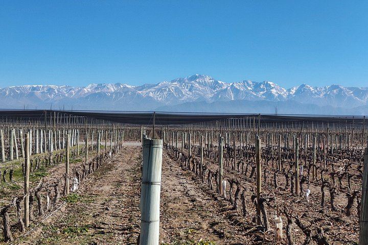 Private Luján de Cuyo Tour: Chandon Sparkling Tasting and Sottano Barbecue Lunch (3/7)