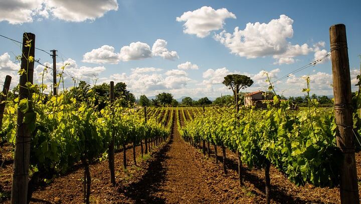 Sella delle Spine Taurasi: Vineyard Walk, Cellar and Three DOCG Wines with Castle Visit (4/7)