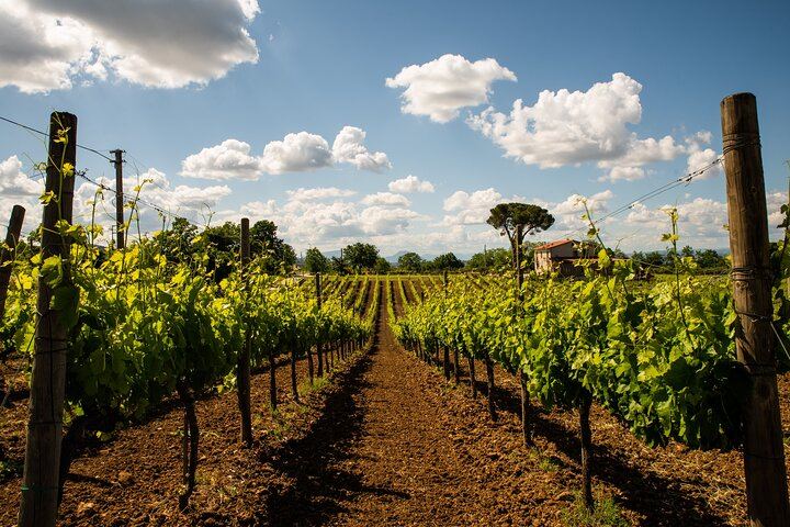 Sella delle Spine Taurasi: Vineyard Walk, Cellar and Three DOCG Wines with Castle Visit (4/7)