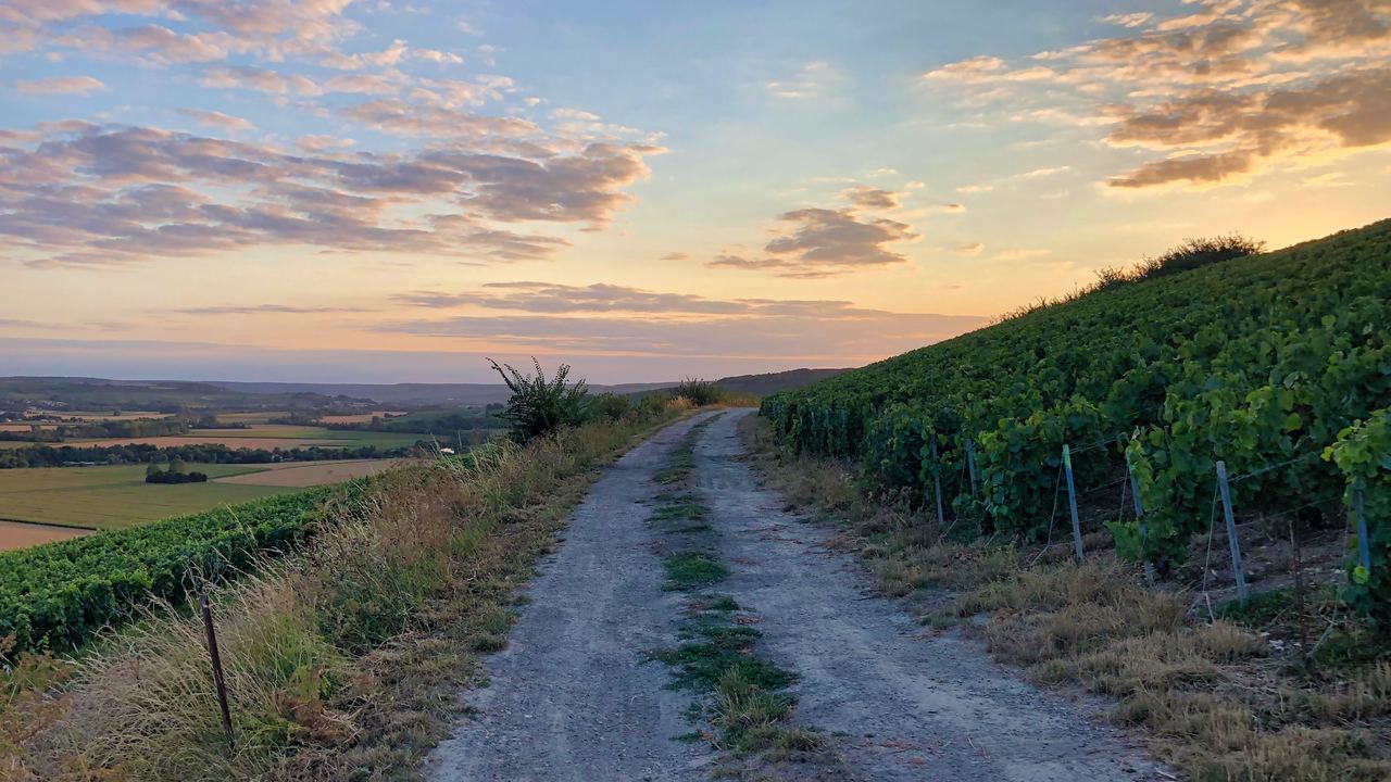 Gravel track running beside vine rows in the Champagne hills at sunset