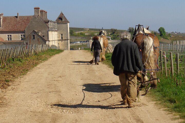 Private Côte d'Or Wine Tasting Tour Between Dijon and Beaune with Pickup (9/12)