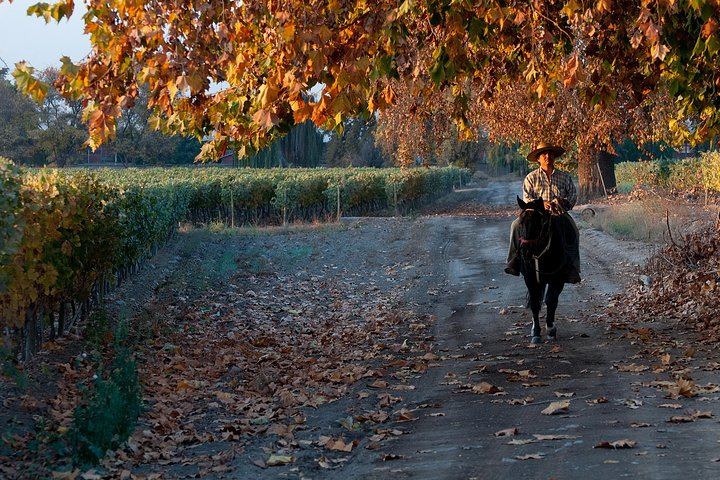 Viña Cousiño Macul Traditional Wine Tour in English, Santiago Boutique Winery (5/10)