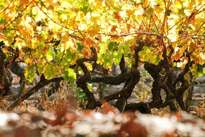 Viña Cousiño Macul Traditional Wine Tour in English, Santiago Boutique Winery (3/10)