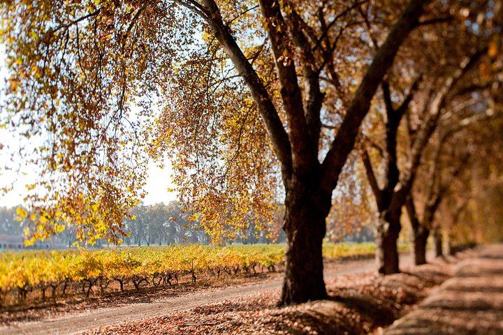 Viña Cousiño Macul Traditional Wine Tour in English, Santiago Boutique Winery (6/10)