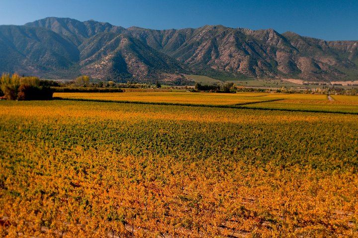 Viña Cousiño Macul Traditional Wine Tour in English, Santiago Boutique Winery (4/10)