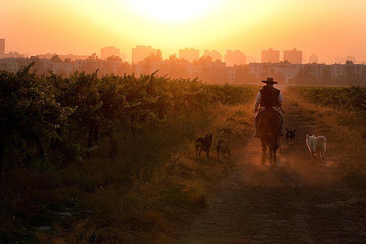 Viña Cousiño Macul Traditional Wine Tour in English, Santiago Boutique Winery (2/10)