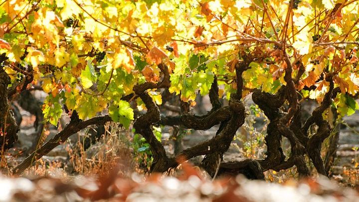Viña Cousiño Macul Traditional Wine Tour in English, Santiago Boutique Winery (3/10)